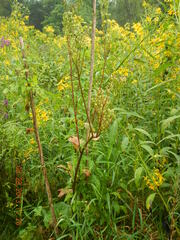 Arnoglossum reniforme