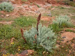 Orobanche