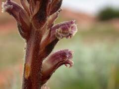 Orobanche
