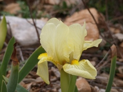 Iris lutescens