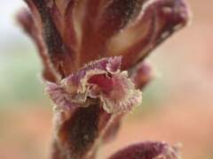 Orobanche