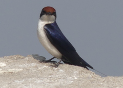 Hirundo smithii