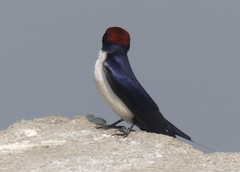 Hirundo smithii