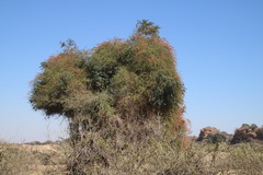 Combretum microphyllum