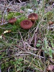 Suillus ampliporus