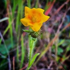 Amsinckia spectabilis