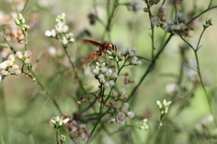 Montezumia ferruginea