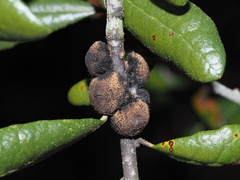 Disholcaspis quercusvirens