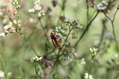 Montezumia ferruginea