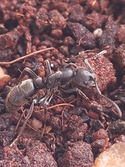 Bothroponera sulcata