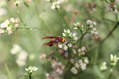 Montezumia ferruginea