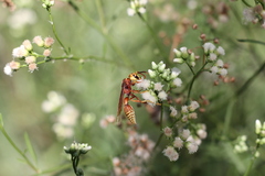 Montezumia ferruginea