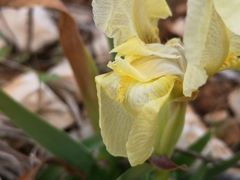Iris lutescens
