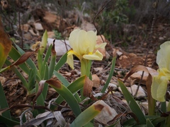 Iris lutescens