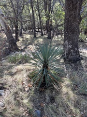 Yucca schottii