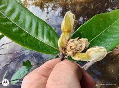 Couepia bracteosa