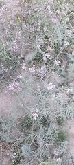 Cakile arabica