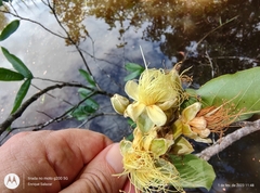 Couepia bracteosa