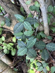 Trachelospermum