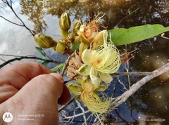 Couepia bracteosa