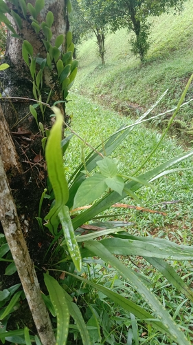 Paragramma longifolia