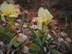 Iris lutescens