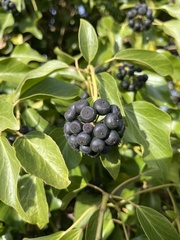 Hedera colchica