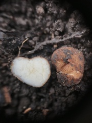 Balsamia