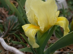 Iris lutescens