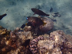 Scarus ferrugineus