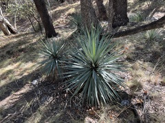 Yucca schottii