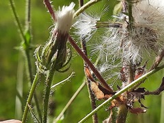 Crepis foetida