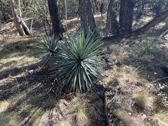 Yucca schottii