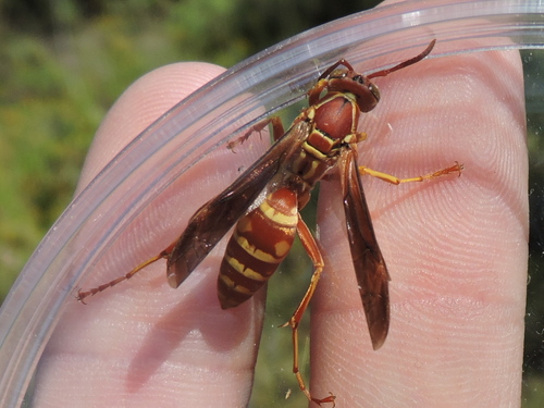 Southern Paper Wasp photo 5
