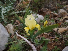 Iris lutescens