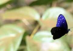 Euploea mulciber mulciber