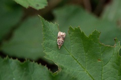 Endothenia marginana