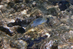 Chrysiptera unimaculata