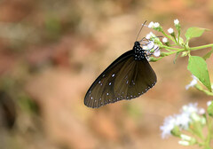 Euploea mulciber mulciber