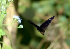 Euploea mulciber mulciber