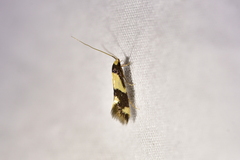 Opogona comptella
