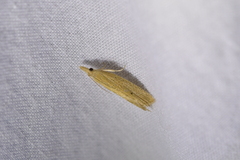 Bactra noteraula