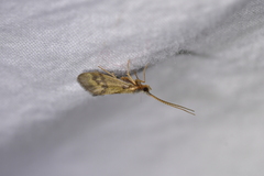 Pycnocentrodes aeris