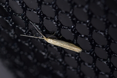 Coleophora versurella