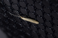 Coleophora versurella