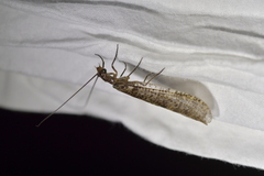Archichauliodes diversus