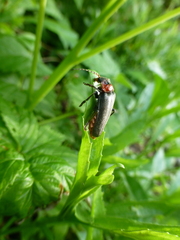 Cantharis