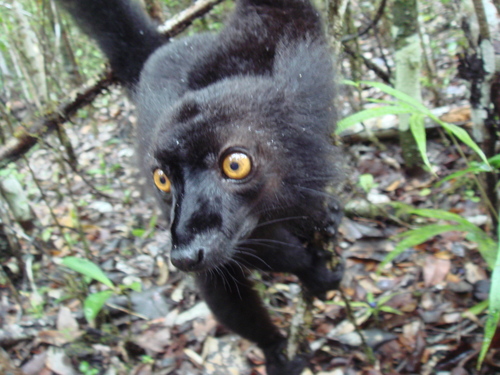 Black Lemur