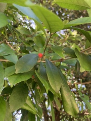 Ilex ficoidea