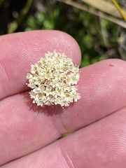 Hermas quinquedentata
